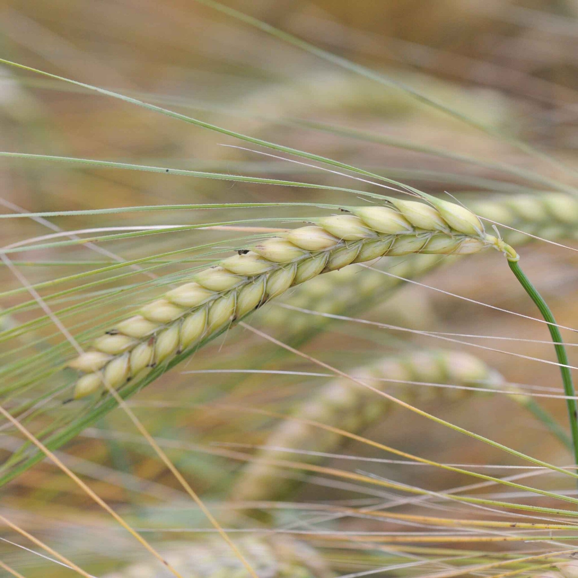 wir flattern auf heimische nachtfalter tagfalter raupen nahrungspflanzen österreich petra urbanek inge biller sabine gasparitz wirflatternauf bugs-team