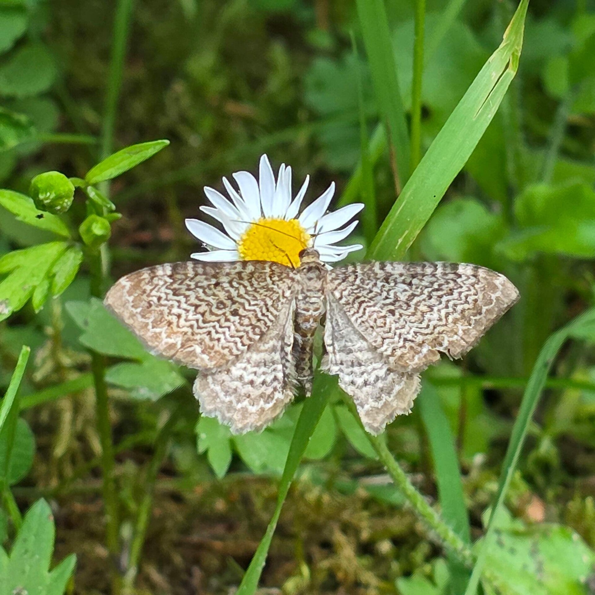 wir flattern auf heimische nachtfalter tagfalter raupen nahrungspflanzen österreich petra urbanek inge biller sabine gasparitz wirflatternauf bugs-team
