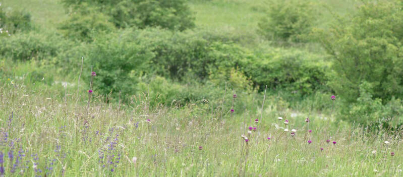 wir flattern auf heimische nachtfalter tagfalter raupen nahrungspflanzen österreich petra urbanek inge biller sabine gasparitz wirflatternauf bugs-team