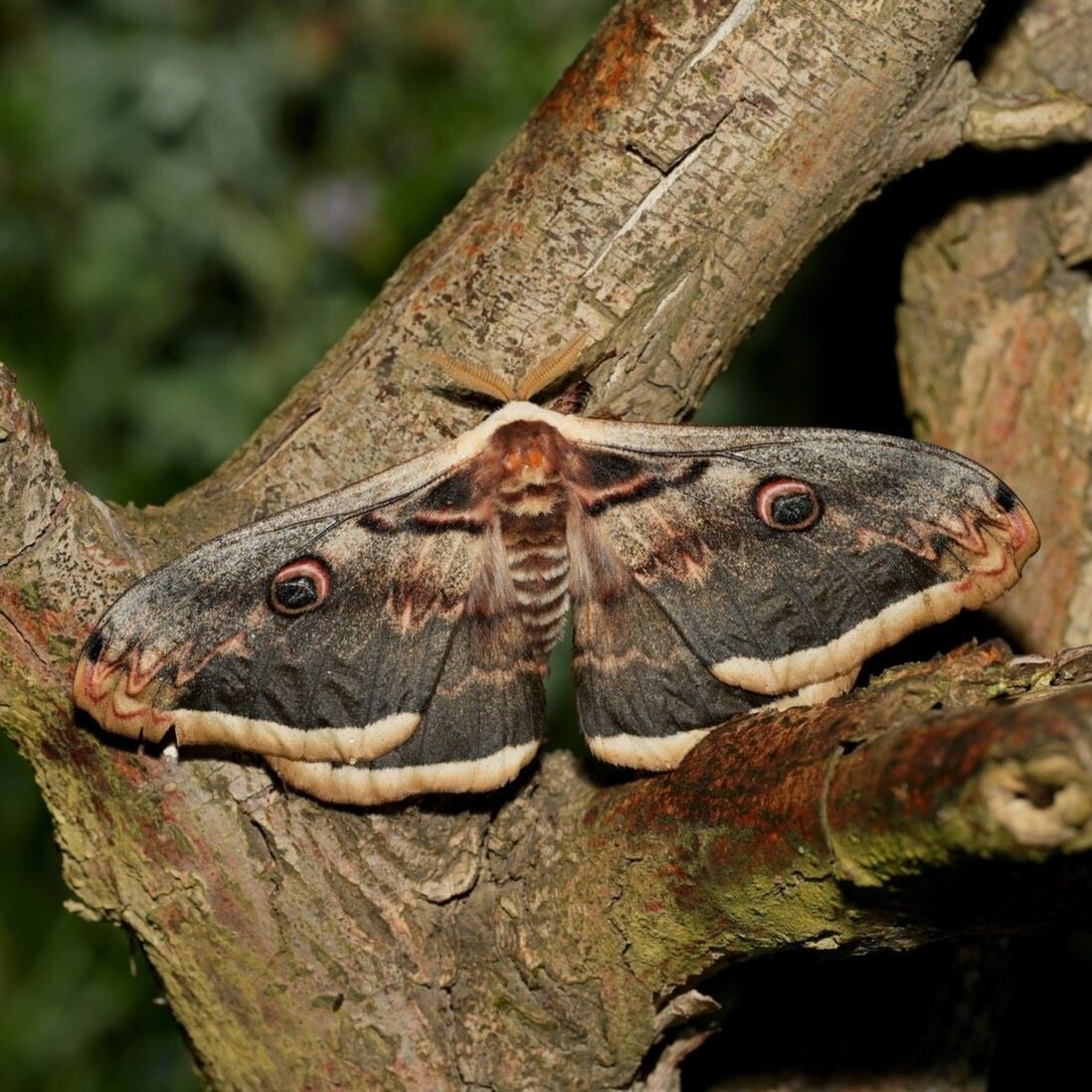 wir flattern auf heimische nachtfalter tagfalter raupen nahrungspflanzen österreich petra urbanek inge biller sabine gasparitz wirflatternauf bugs-team
