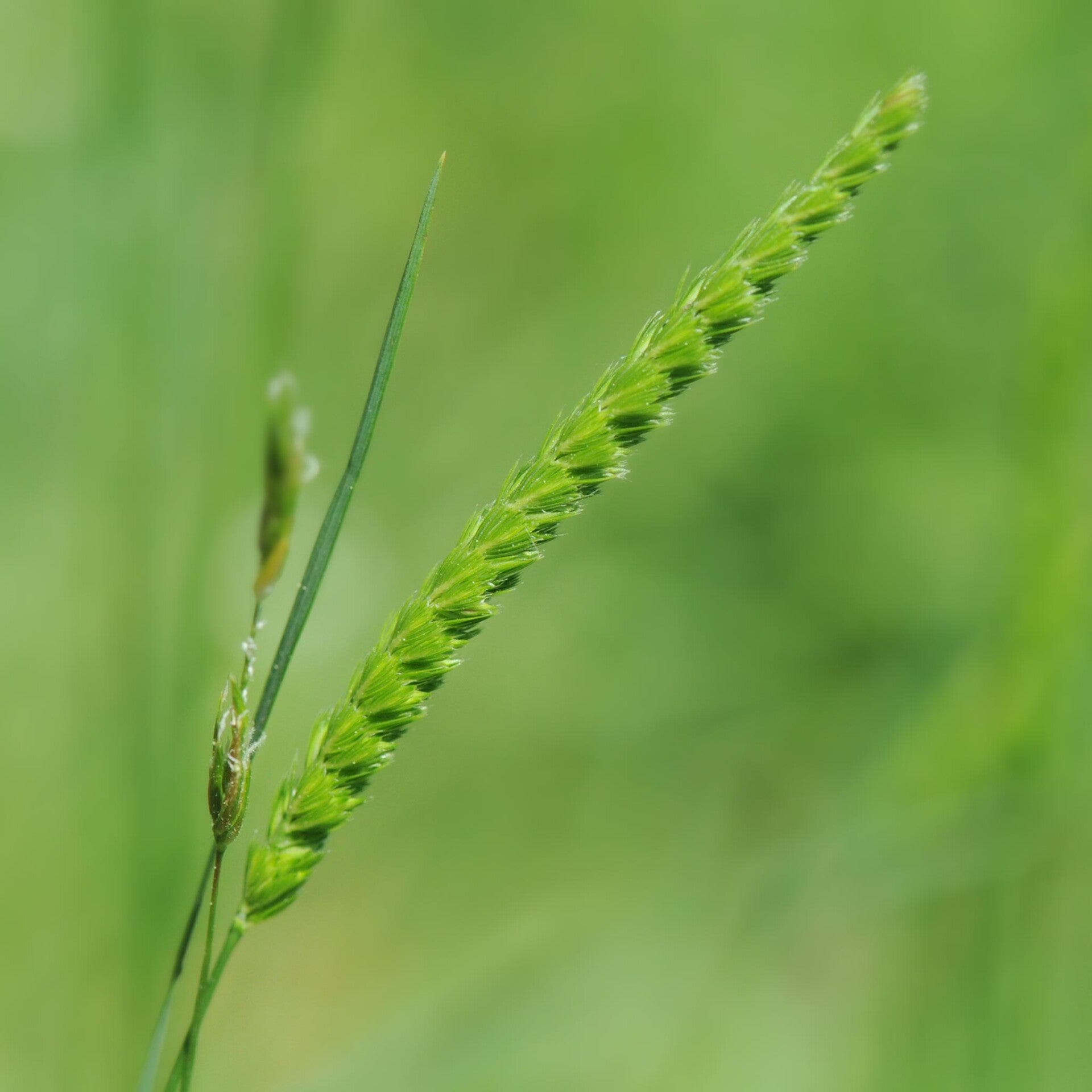 wir flattern auf heimische nachtfalter tagfalter raupen nahrungspflanzen österreich petra urbanek inge biller sabine gasparitz wirflatternauf bugs-team