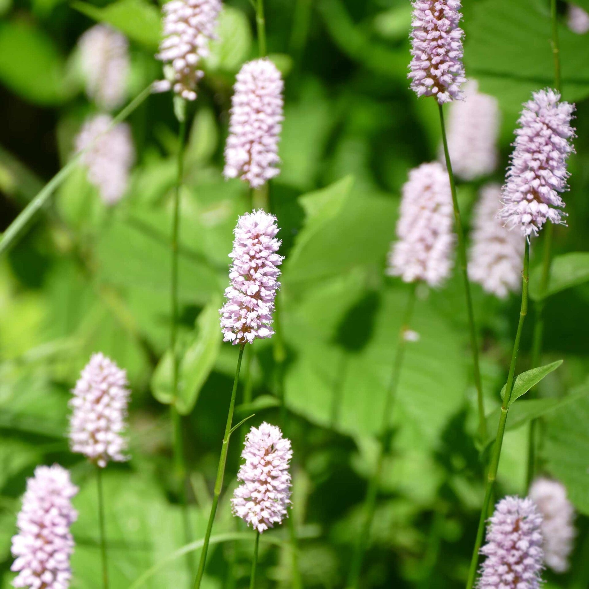 wir flattern auf heimische nachtfalter tagfalter raupen nahrungspflanzen österreich petra urbanek inge biller sabine gasparitz wirflatternauf bugs-team
