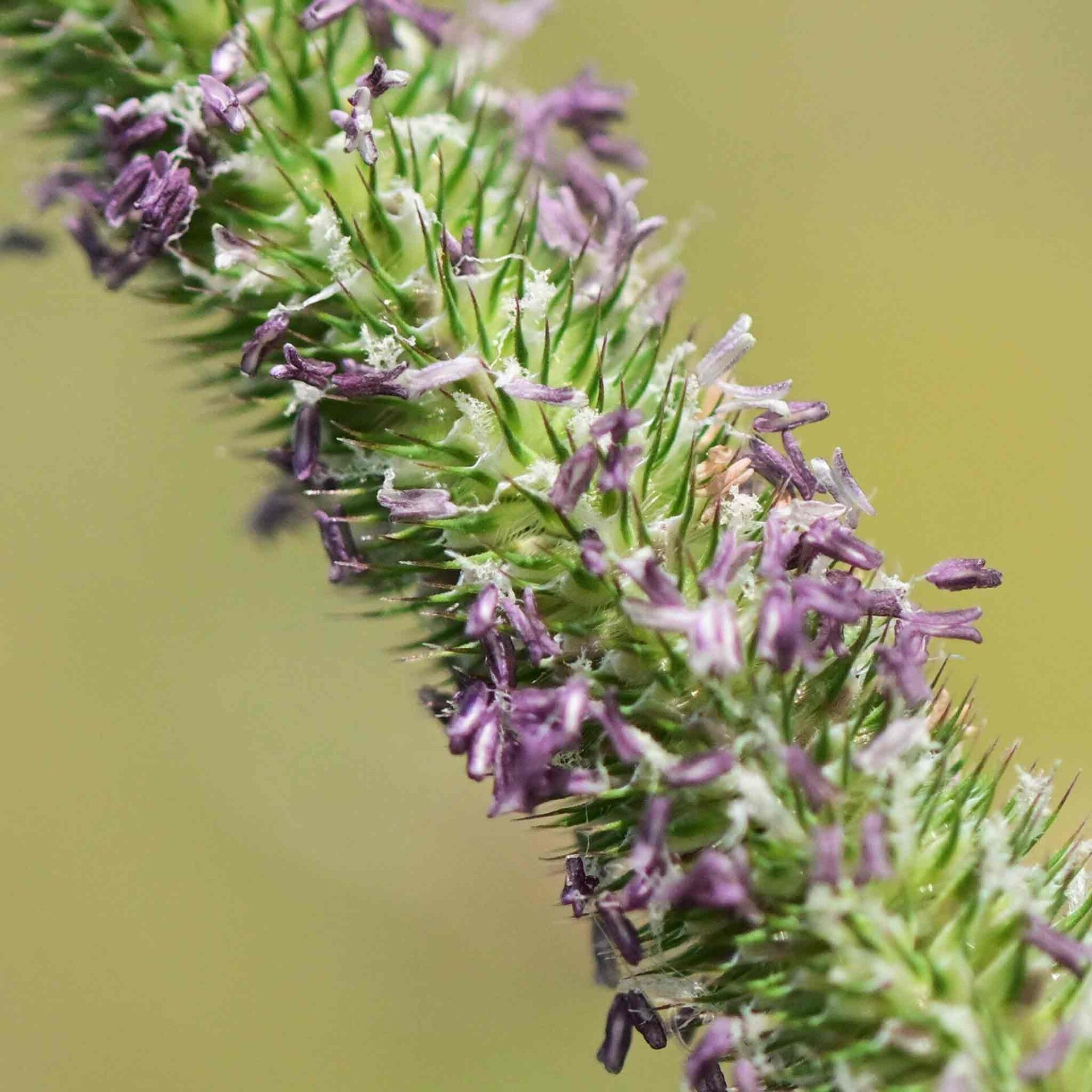 wir flattern auf heimische nachtfalter tagfalter raupen nahrungspflanzen österreich petra urbanek inge biller sabine gasparitz wirflatternauf bugs-team