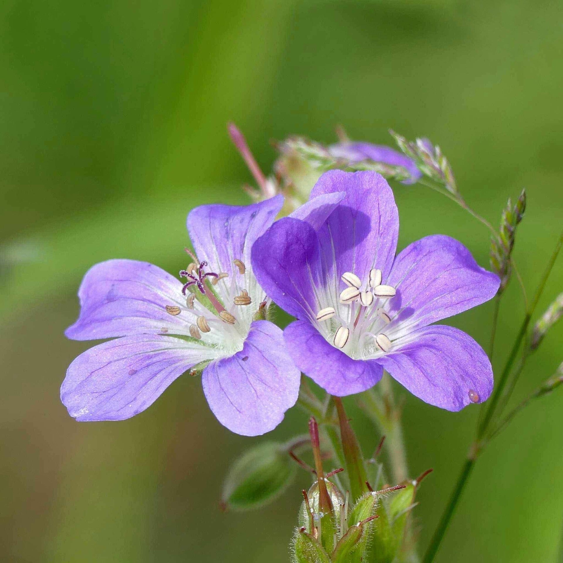 wir flattern auf heimische nachtfalter tagfalter raupen nahrungspflanzen österreich petra urbanek inge biller sabine gasparitz wirflatternauf bugs-team