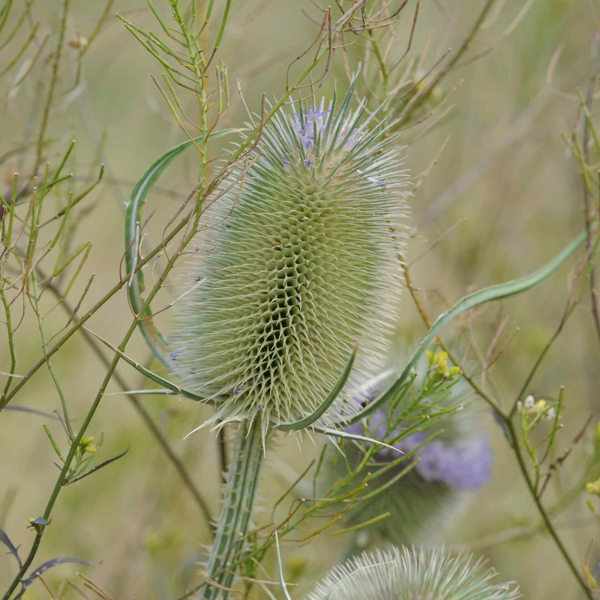 wir flattern auf heimische nachtfalter tagfalter raupen nahrungspflanzen österreich petra urbanek inge biller sabine gasparitz wirflatternauf bugs-team