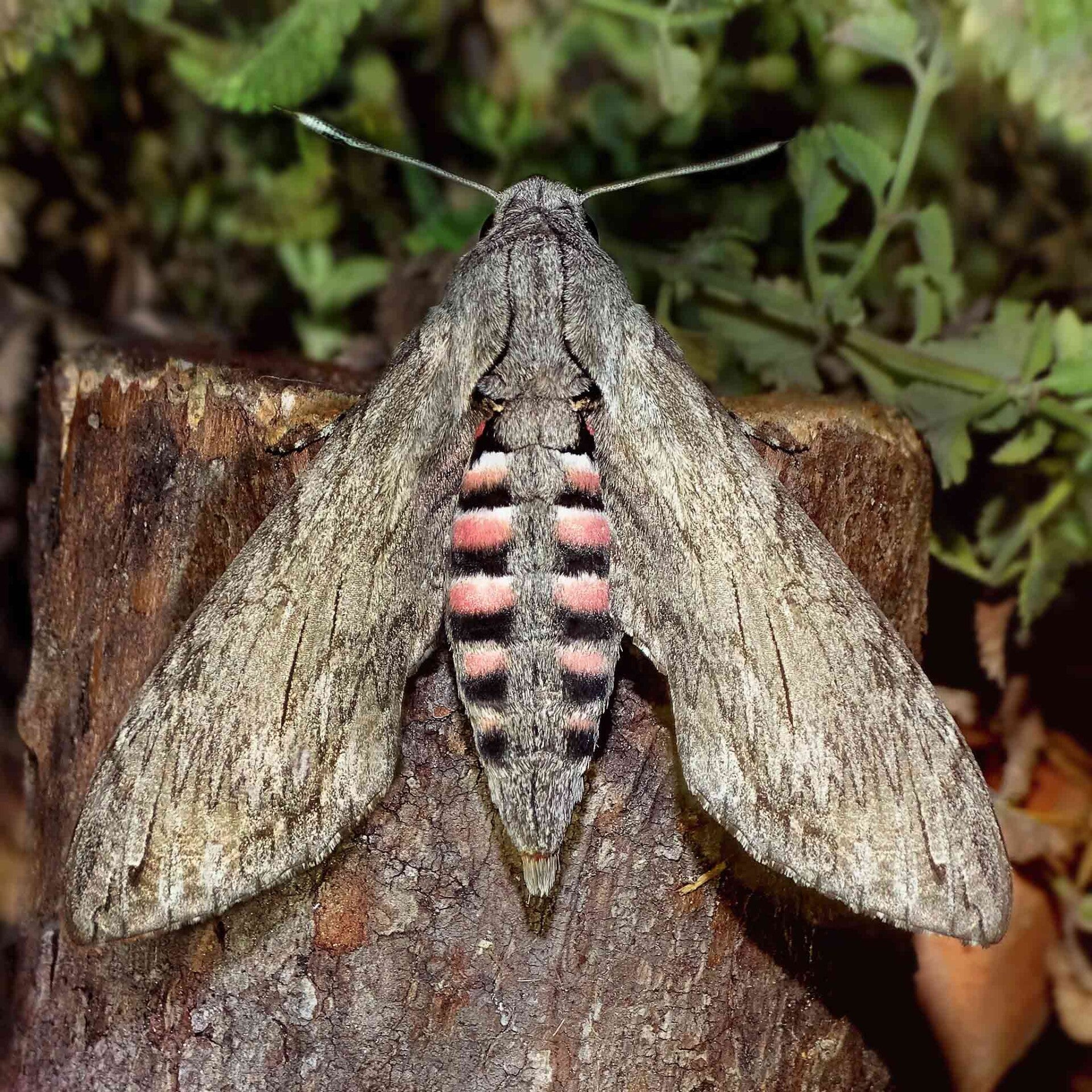 wir flattern auf heimische nachtfalter tagfalter raupen nahrungspflanzen österreich petra urbanek inge biller sabine gasparitz wirflatternauf bugs-team