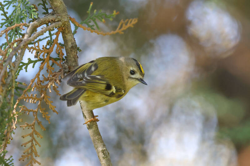 wintergoldh-hnchen_zfh-standard.jpg