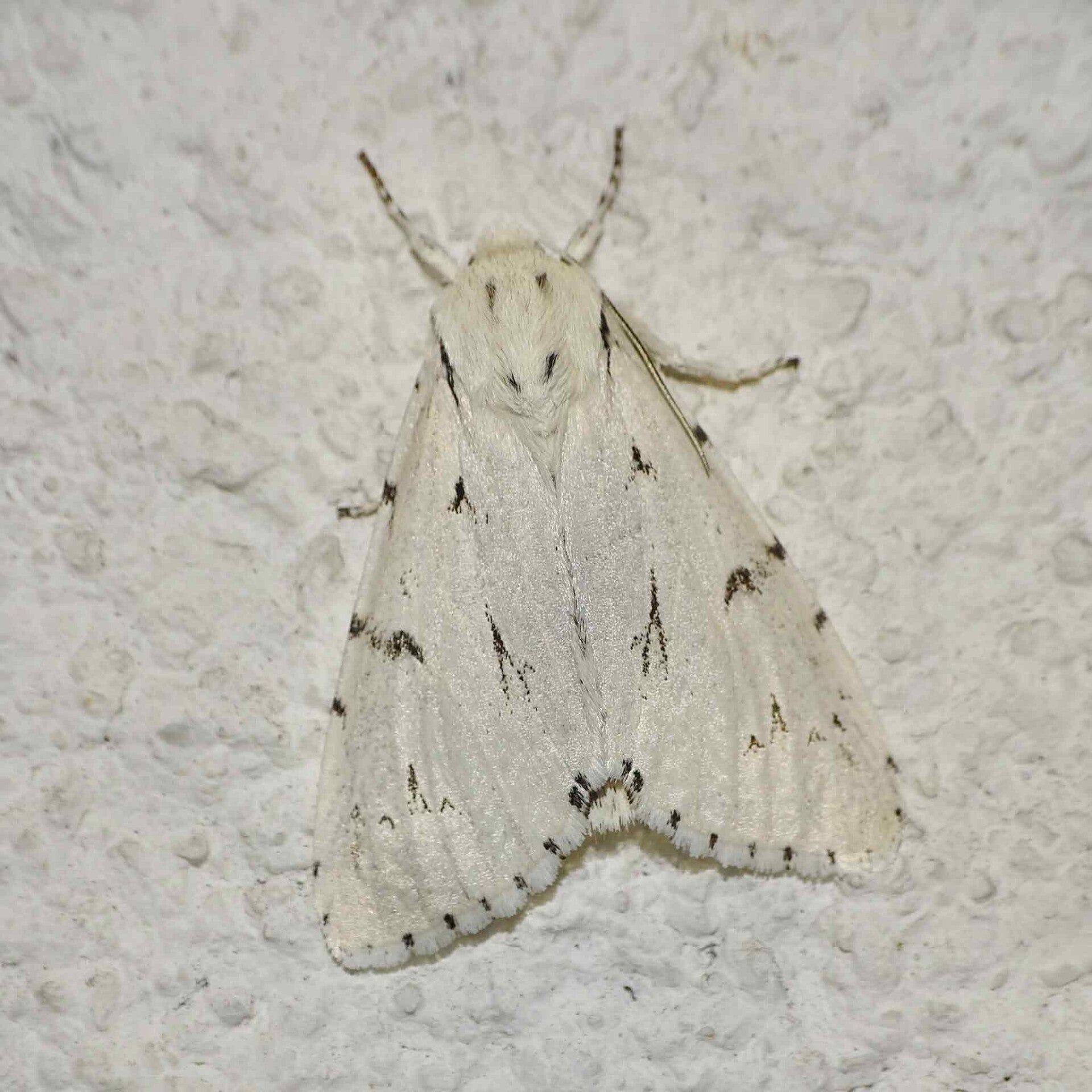 wir flattern auf heimische nachtfalter tagfalter raupen nahrungspflanzen österreich petra urbanek inge biller sabine gasparitz wirflatternauf bugs-team