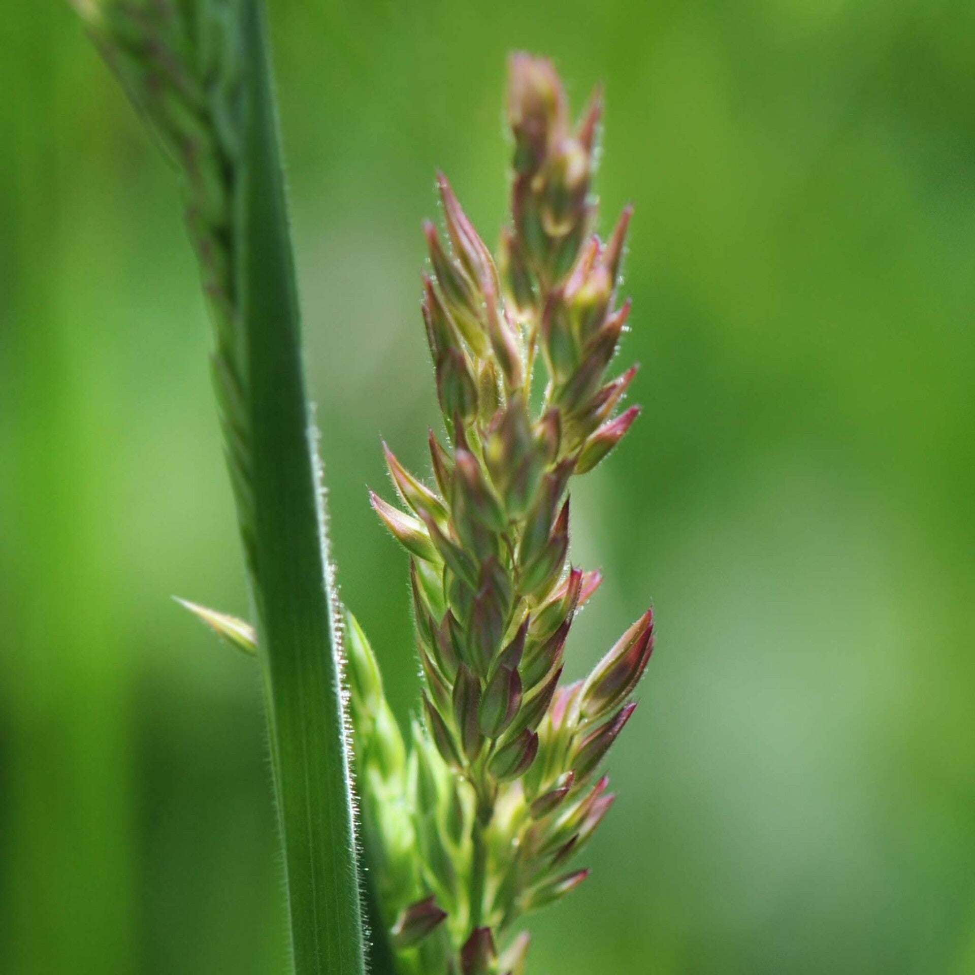 wir flattern auf heimische nachtfalter tagfalter raupen nahrungspflanzen österreich petra urbanek inge biller sabine gasparitz wirflatternauf bugs-team