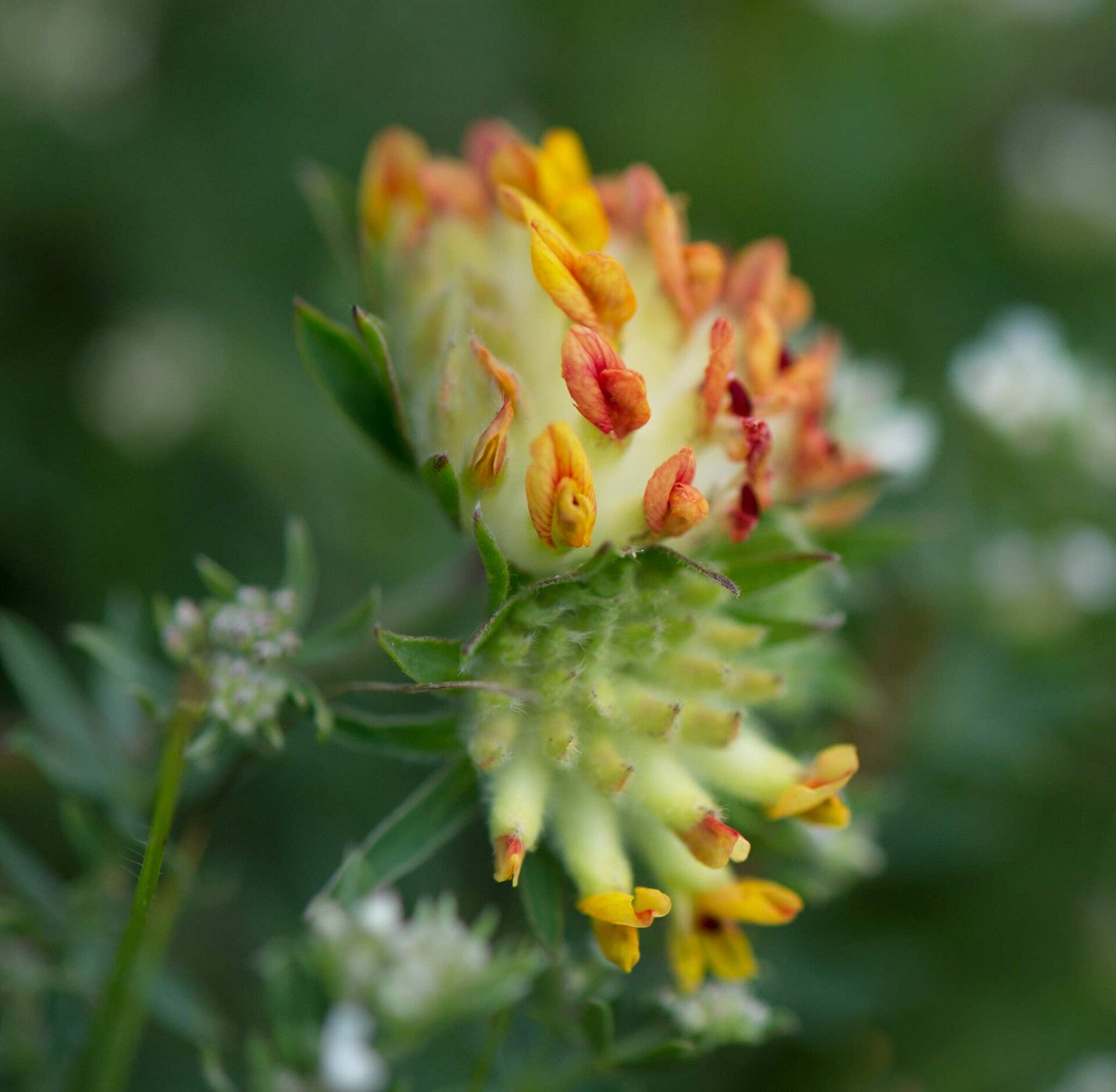 wir flattern auf heimische nachtfalter tagfalter raupen nahrungspflanzen österreich petra urbanek inge biller sabine gasparitz wirflatternauf bugs-team