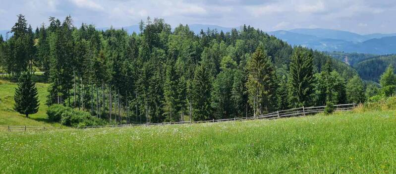 Wurzelbohrer Hepialidae wir flattern auf heimische nachtfalter tagfalter raupen nahrungspflanzen österreich petra urbanek inge biller sabine gasparitz wirflatternauf bugs-team