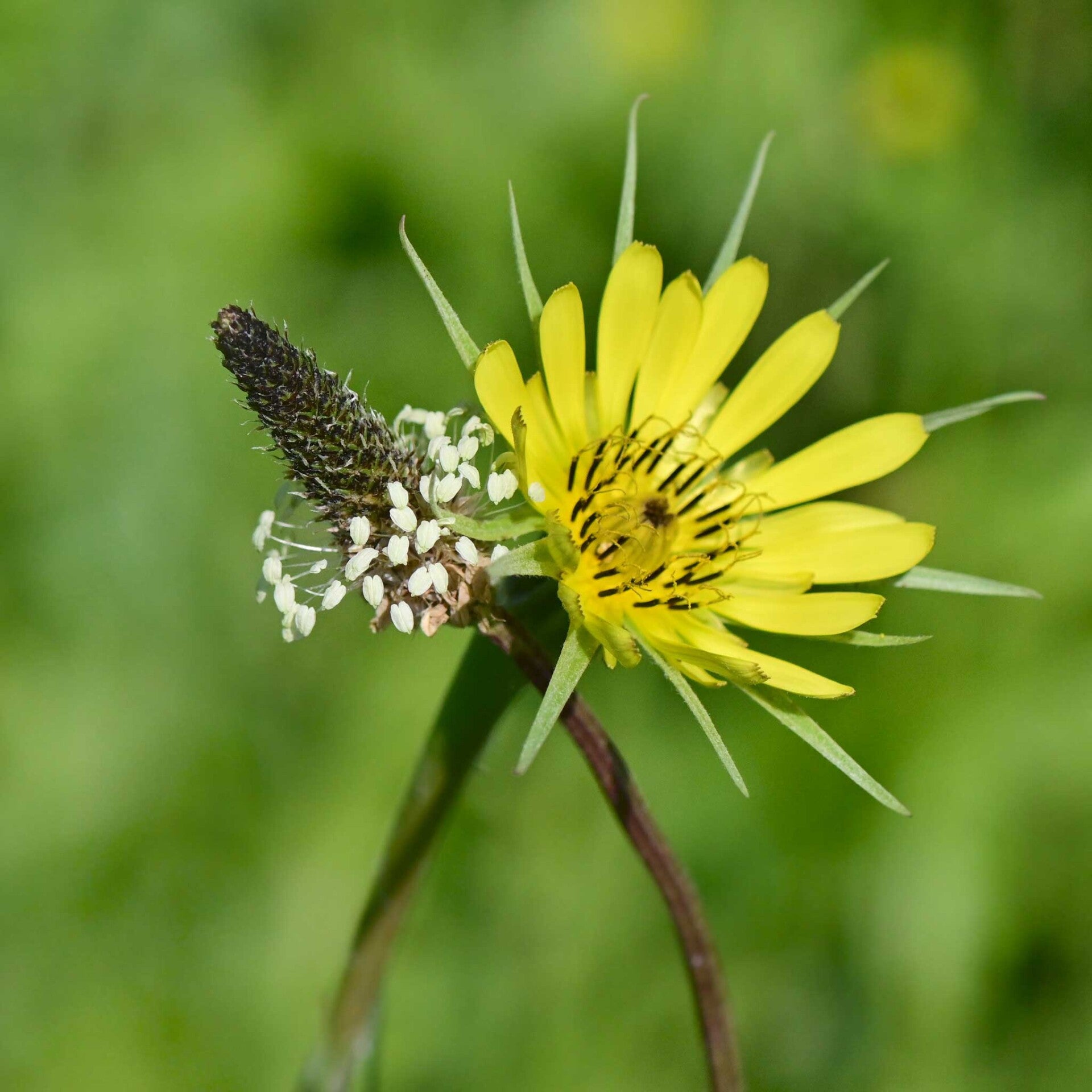 wir flattern auf heimische nachtfalter tagfalter raupen nahrungspflanzen österreich petra urbanek inge biller sabine gasparitz wirflatternauf bugs-team