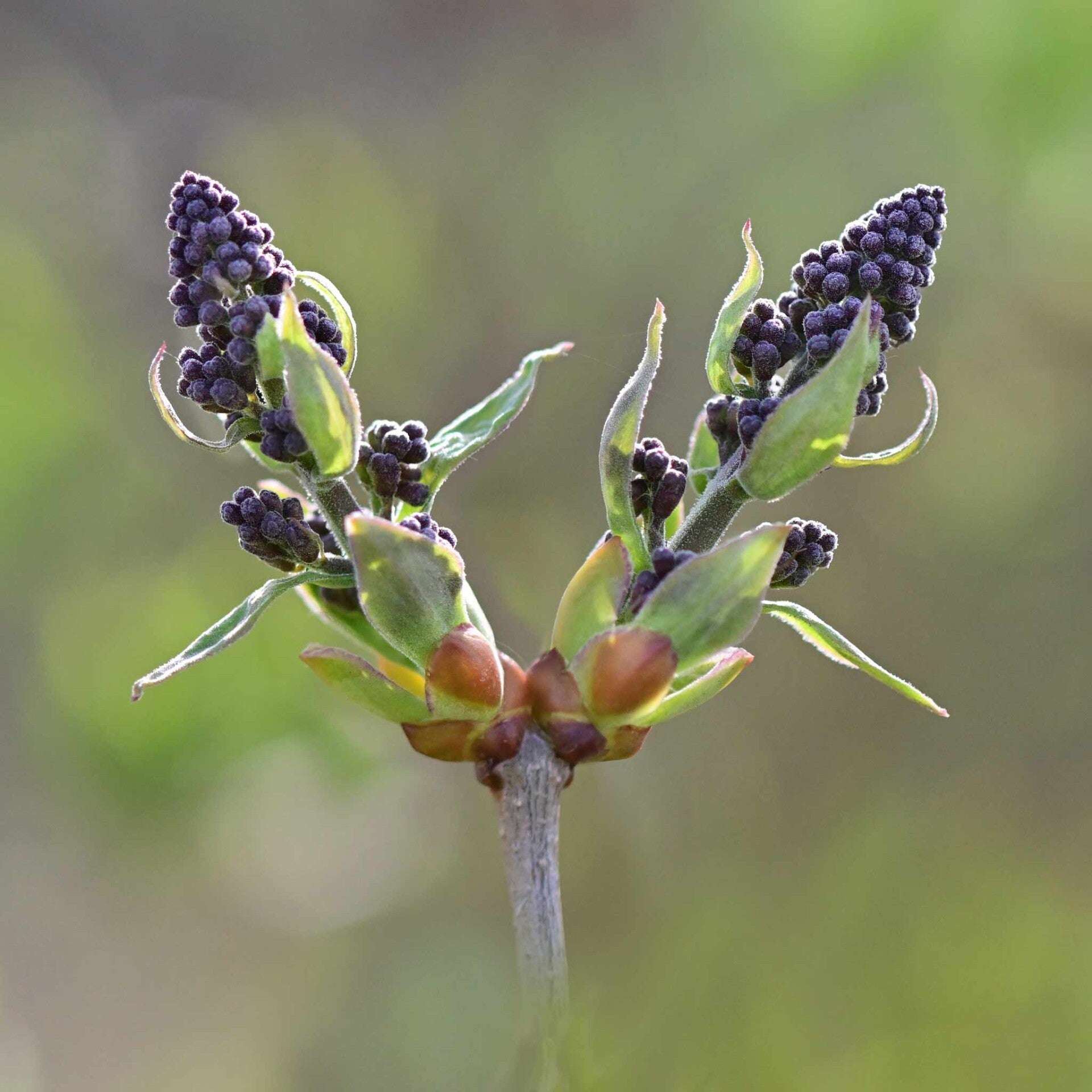 wir flattern auf heimische nachtfalter tagfalter raupen nahrungspflanzen österreich petra urbanek inge biller sabine gasparitz wirflatternauf bugs-team