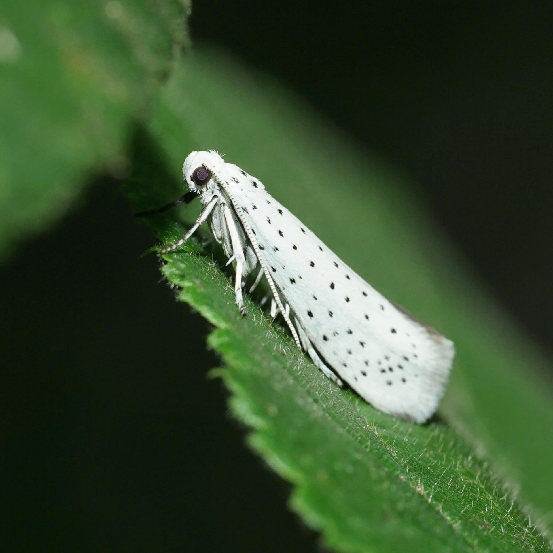 wir flattern auf heimische nachtfalter tagfalter raupen nahrungspflanzen österreich petra urbanek inge biller sabine gasparitz wirflatternauf bugs-team
