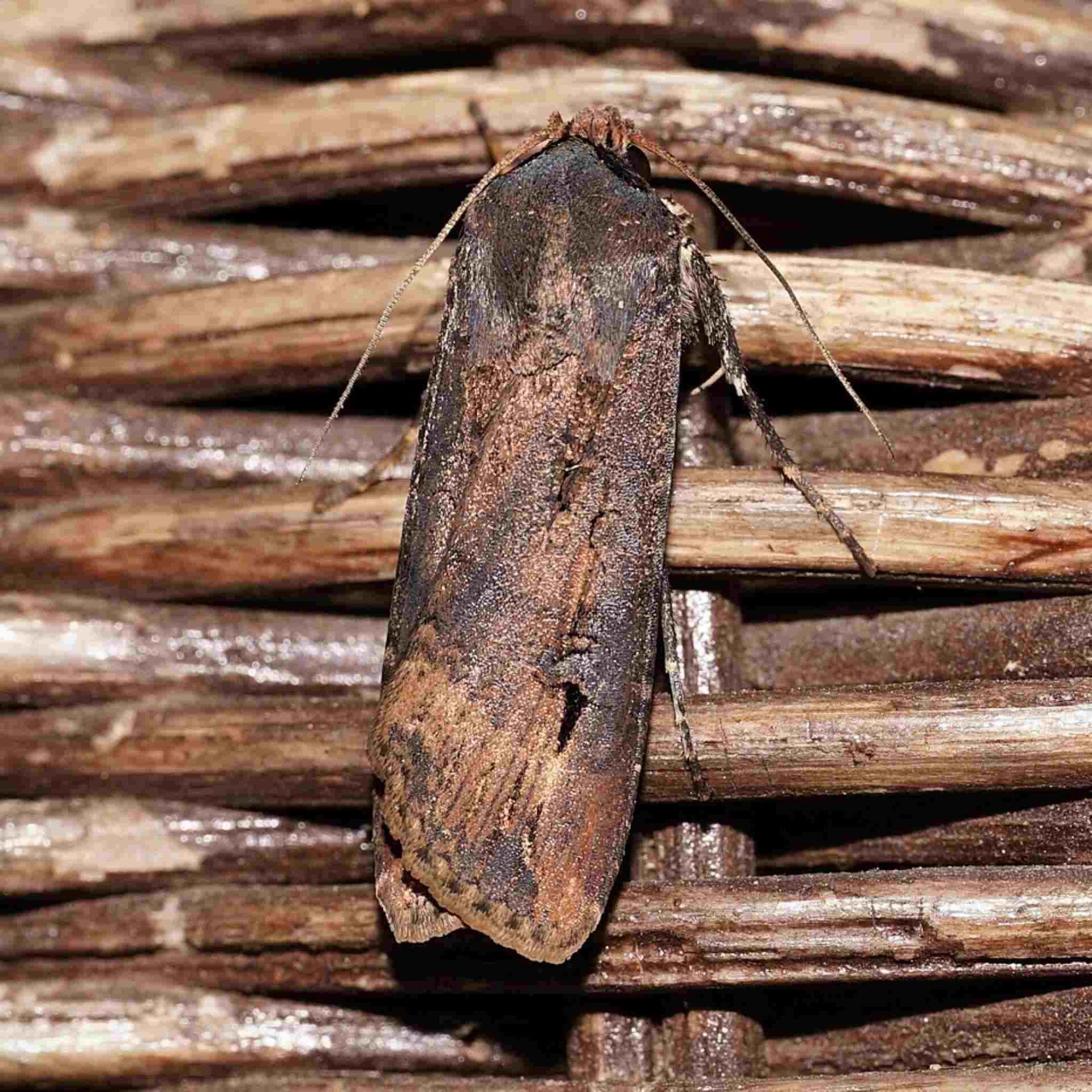 wir flattern auf heimische nachtfalter tagfalter raupen nahrungspflanzen österreich petra urbanek inge biller sabine gasparitz wirflatternauf bugs-team