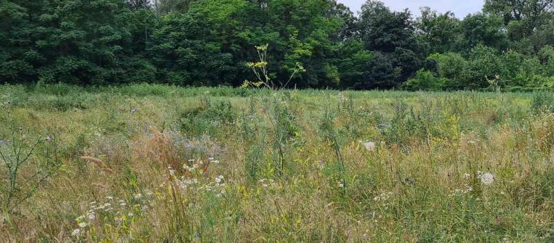 wir flattern auf heimische nachtfalter tagfalter raupen nahrungspflanzen österreich petra urbanek inge biller sabine gasparitz wirflatternauf bugs-team