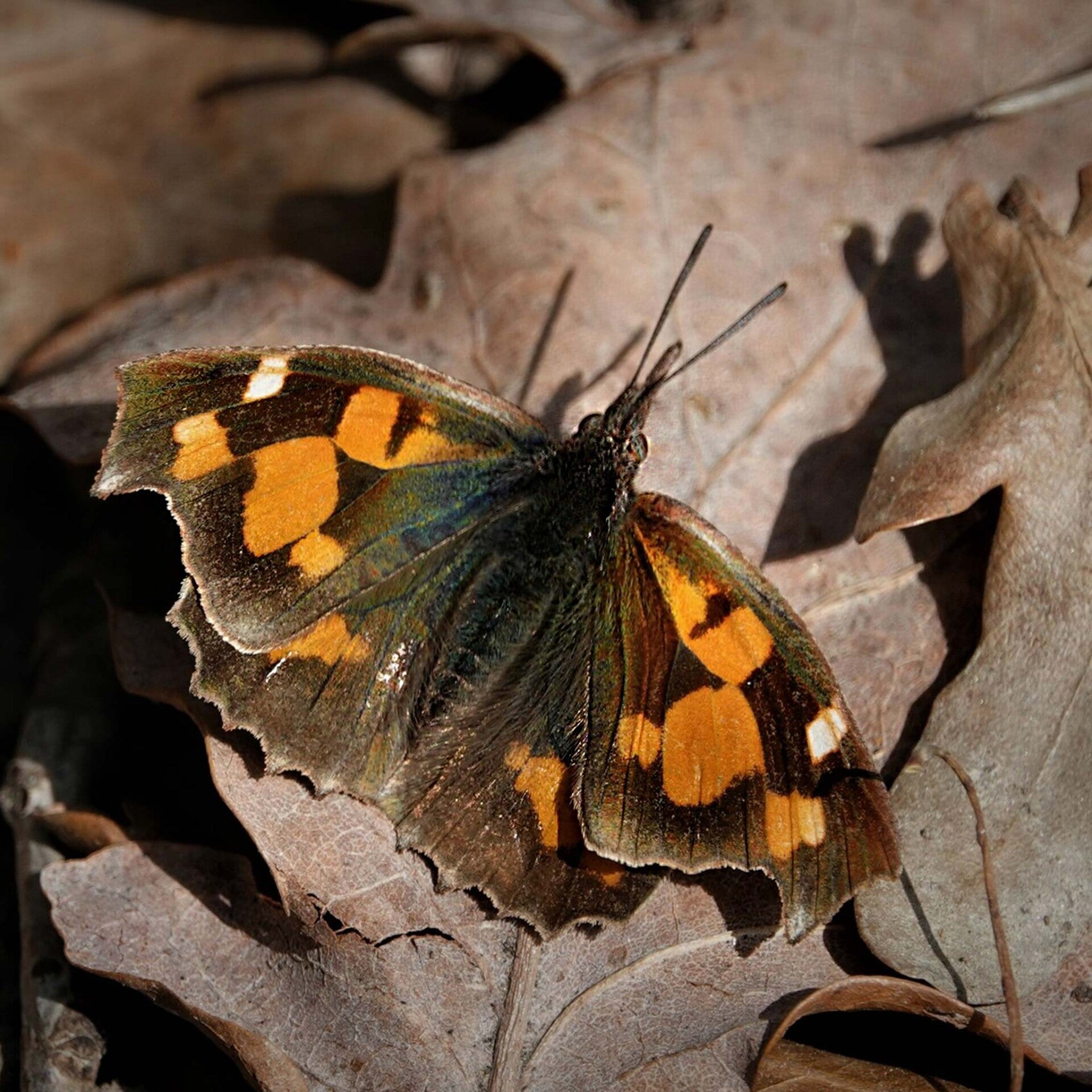 wir flattern auf heimische nachtfalter tagfalter raupen nahrungspflanzen österreich petra urbanek inge biller sabine gasparitz wirflatternauf bugs-team