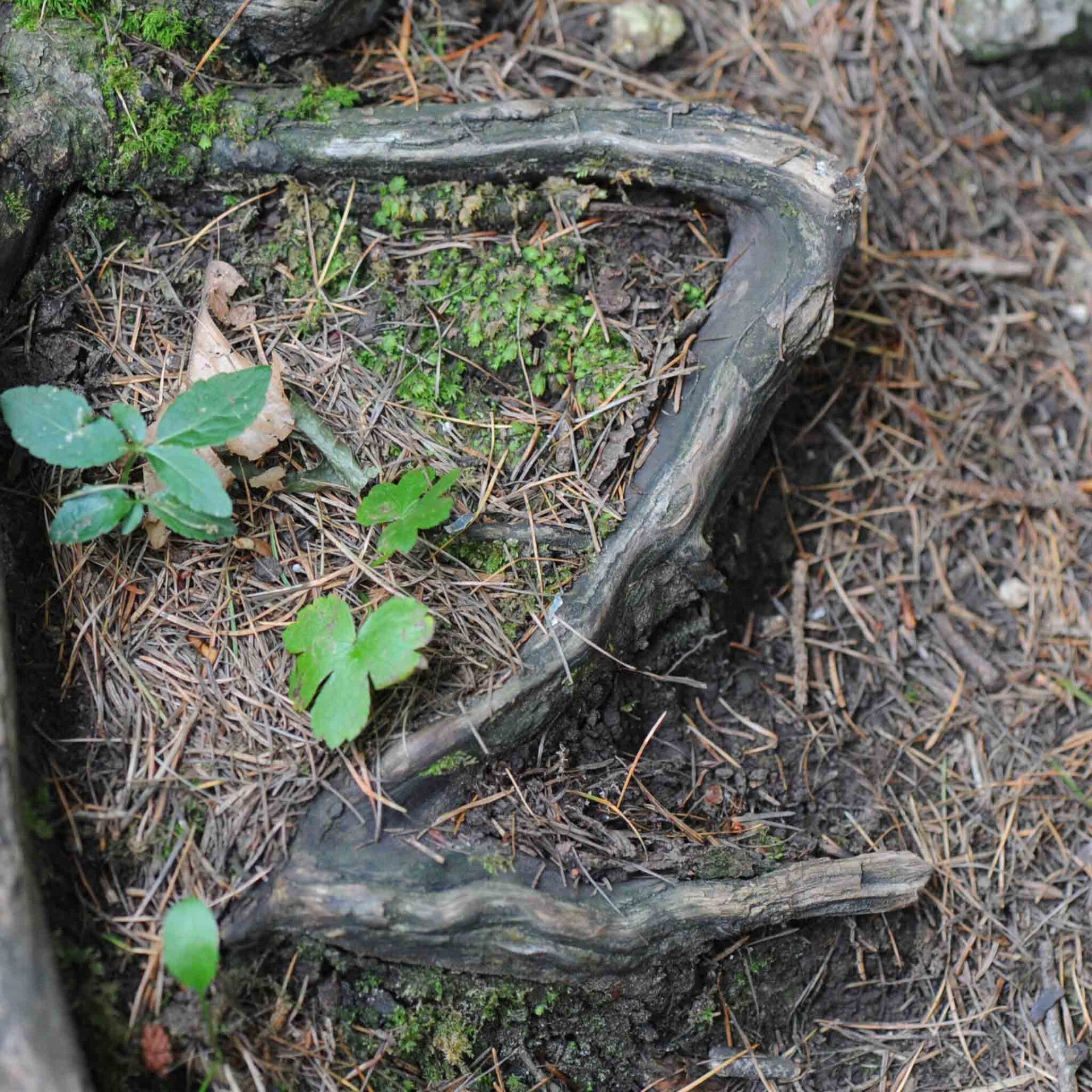 wir flattern auf heimische nachtfalter tagfalter raupen nahrungspflanzen österreich petra urbanek inge biller sabine gasparitz wirflatternauf bugs-team