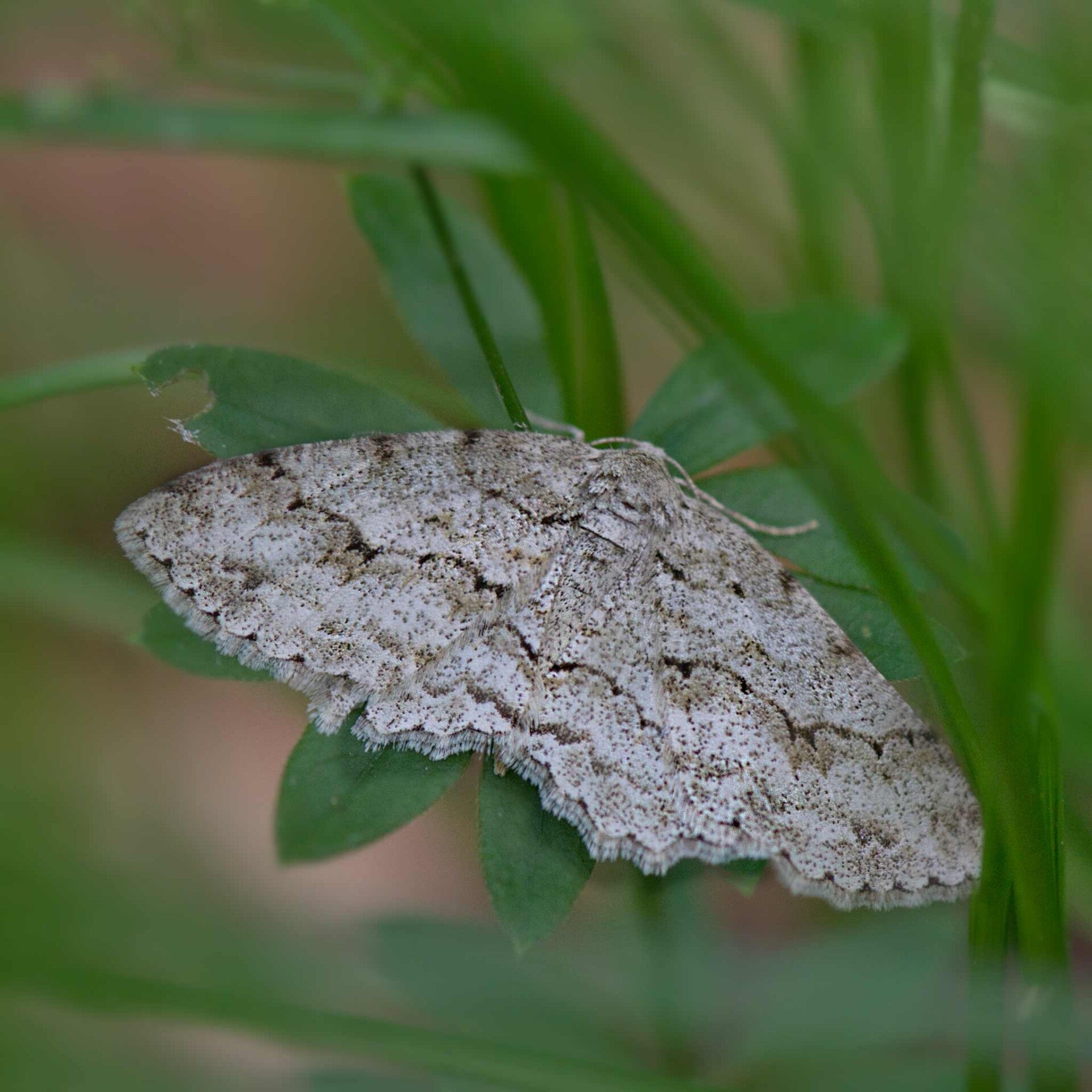 wir flattern auf heimische nachtfalter tagfalter raupen nahrungspflanzen österreich petra urbanek inge biller sabine gasparitz wirflatternauf bugs-team