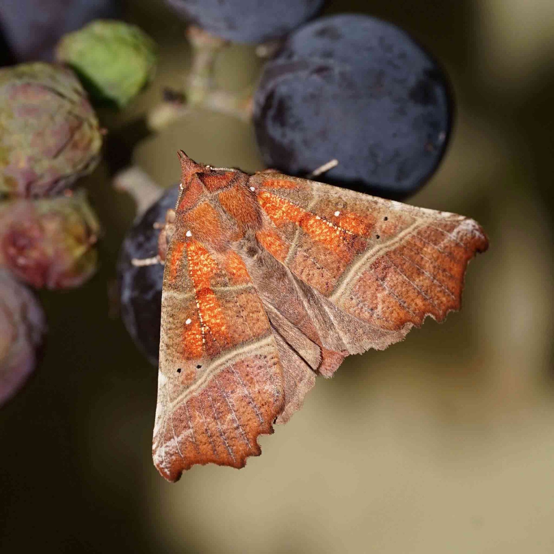 wir flattern auf heimische nachtfalter tagfalter raupen nahrungspflanzen österreich petra urbanek inge biller sabine gasparitz wirflatternauf bugs-team