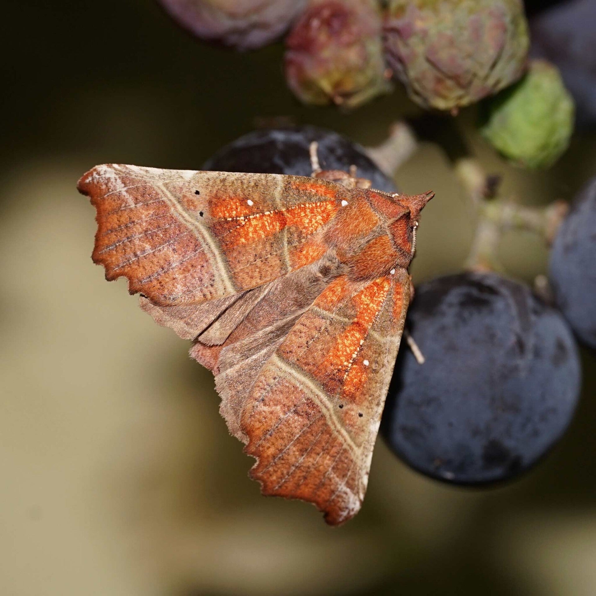 wir flattern auf heimische nachtfalter tagfalter raupen nahrungspflanzen österreich petra urbanek inge biller sabine gasparitz wirflatternauf bugs-team