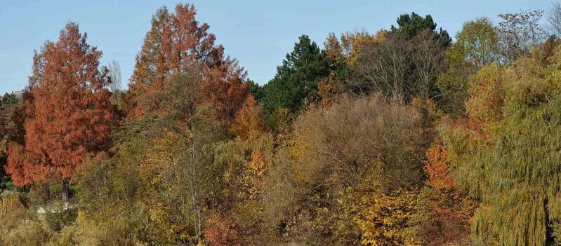Zahnspinner Notodontidae wir flattern auf heimische nachtfalter tagfalter raupen nahrungspflanzen österreich petra urbanek inge biller sabine gasparitz wirflatternauf bugs-team
