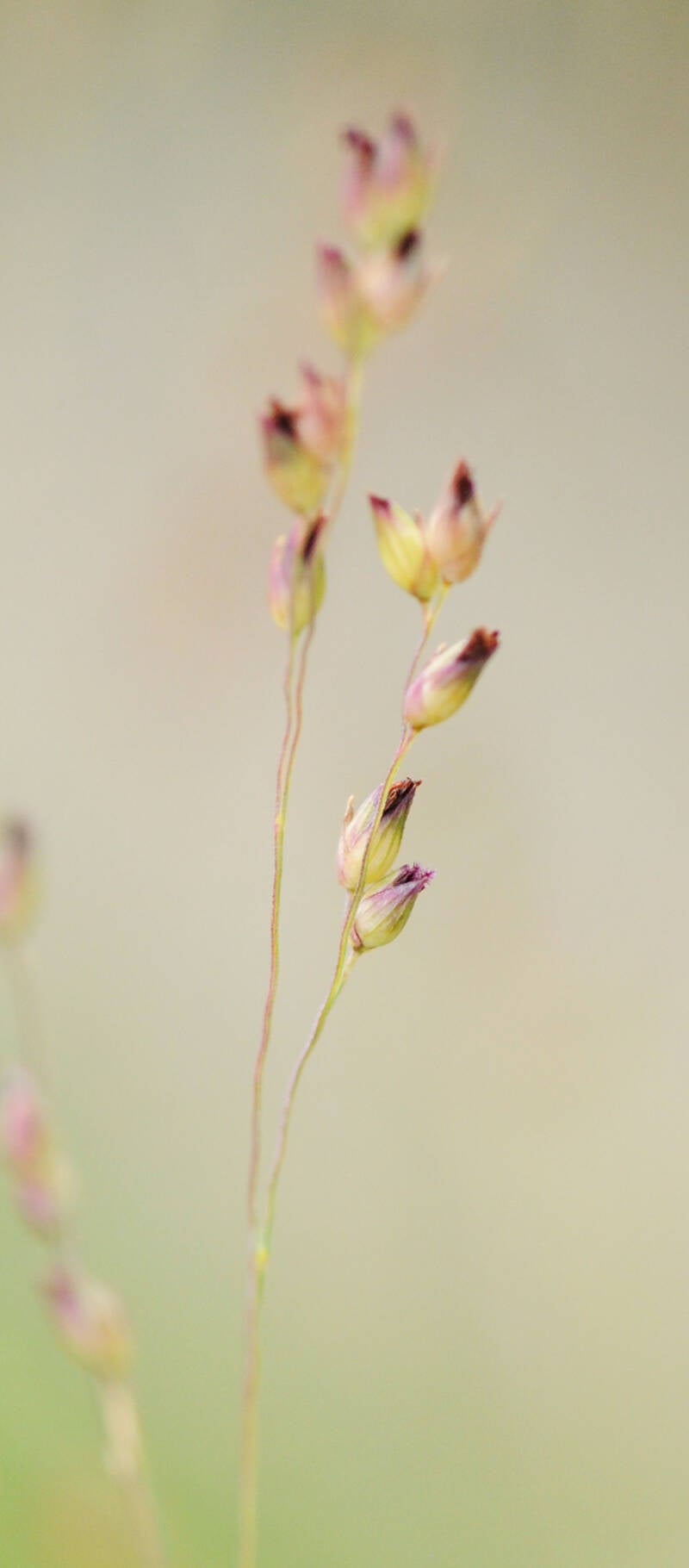 ? / Hirschstetten