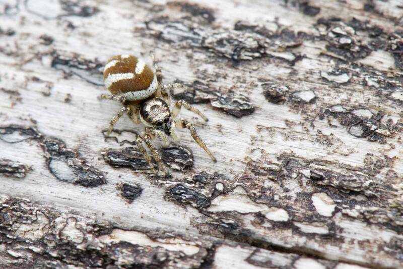 Zebra-Springspinne / Lobau