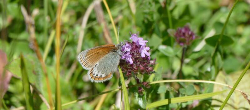 Alpen-Wiesenvögelchen