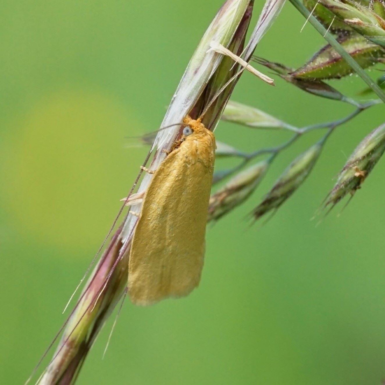 wir flattern auf heimische nachtfalter tagfalter raupen nahrungspflanzen österreich petra urbanek inge biller sabine gasparitz wirflatternauf bugs-team