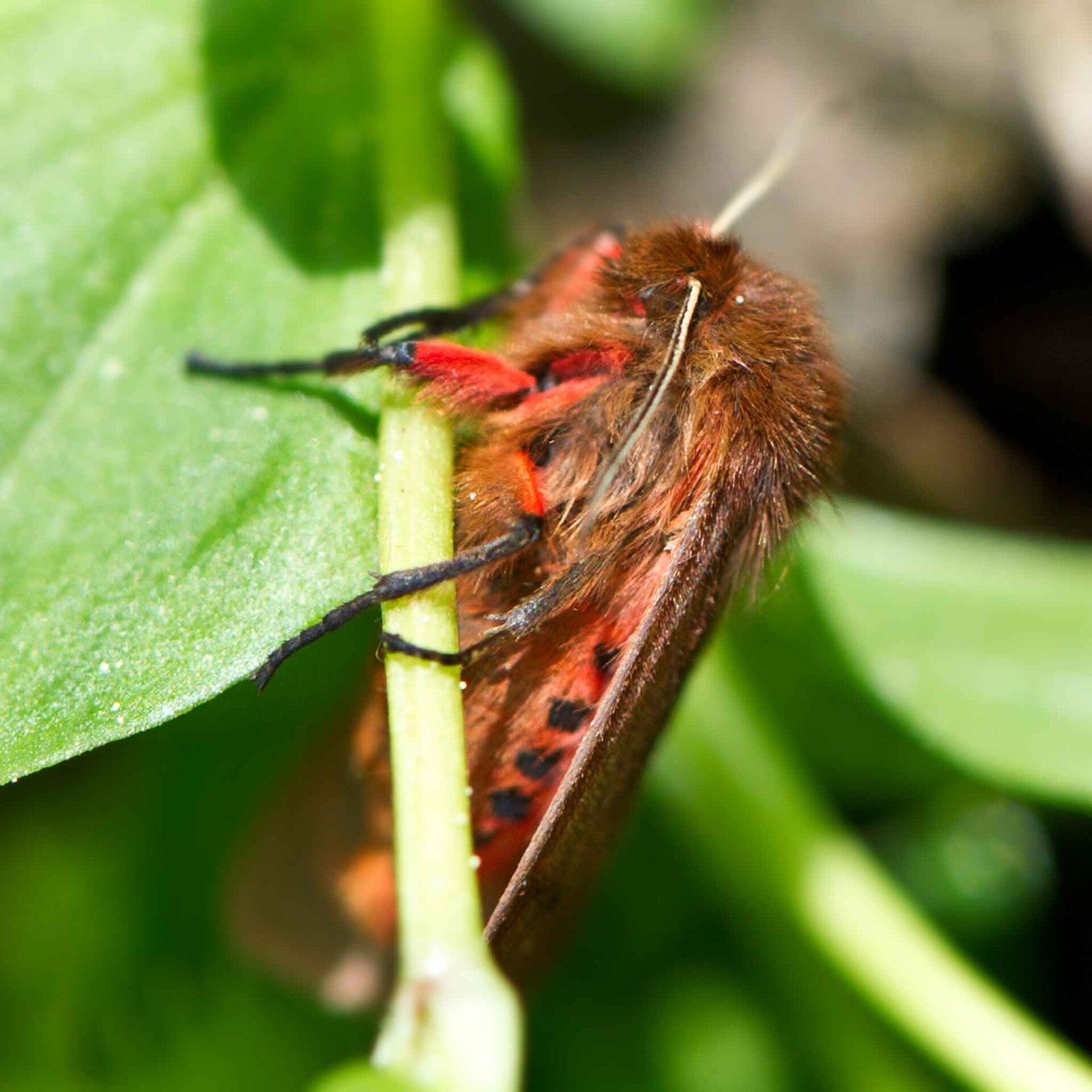wir flattern auf heimische nachtfalter tagfalter raupen nahrungspflanzen österreich petra urbanek inge biller sabine gasparitz wirflatternauf bugs-team