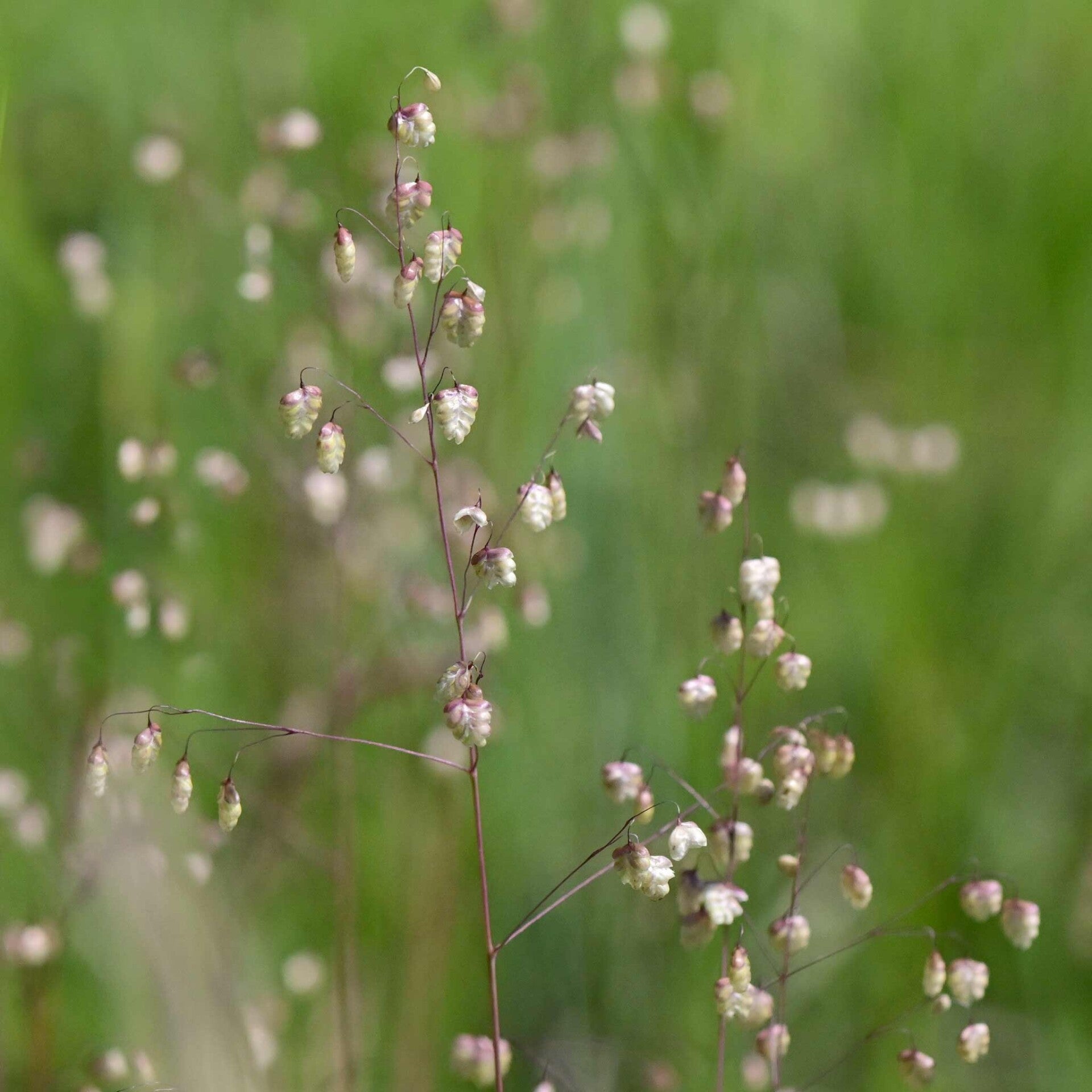 wir flattern auf heimische nachtfalter tagfalter raupen nahrungspflanzen österreich petra urbanek inge biller sabine gasparitz wirflatternauf bugs-team