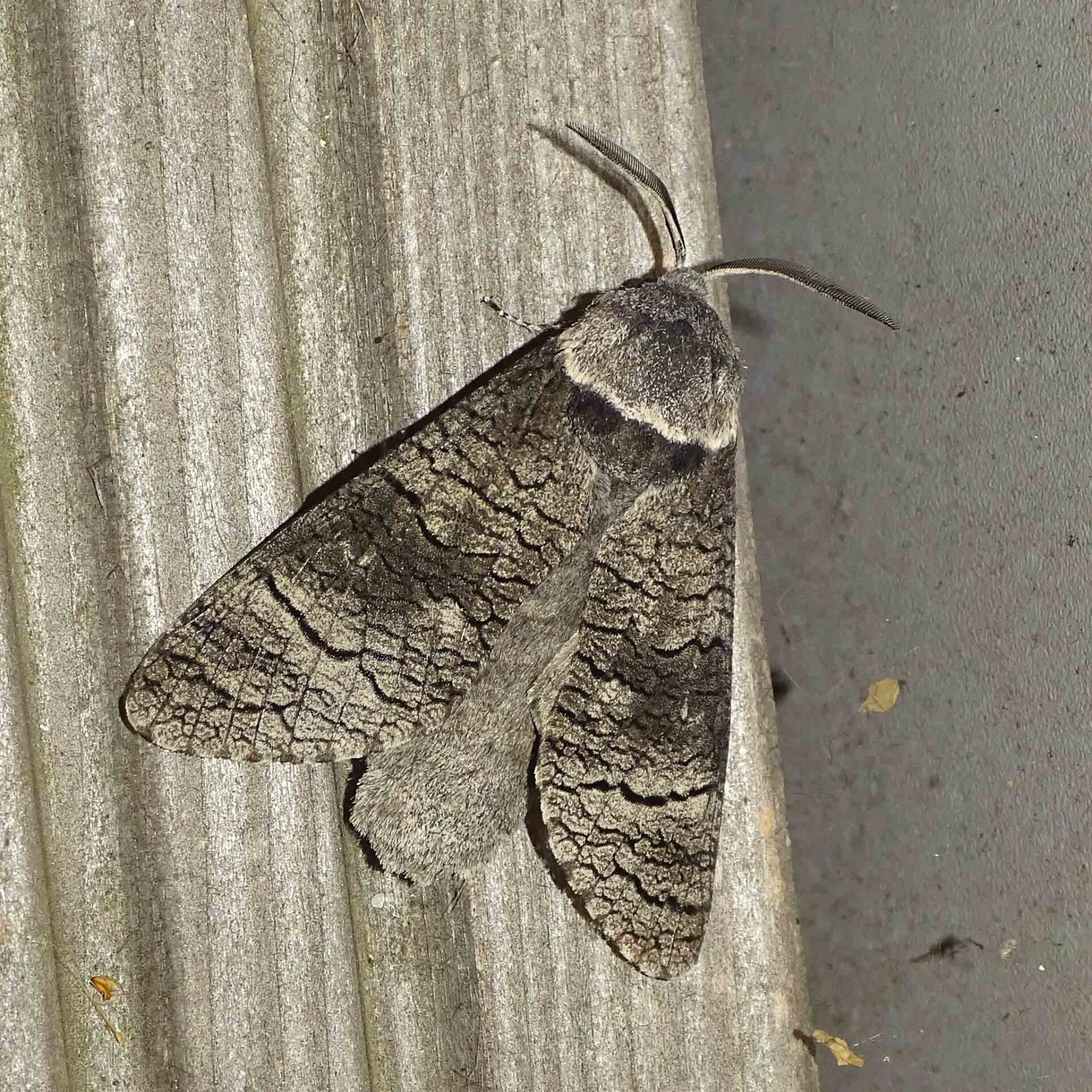 Holzbohrer Cossidae wir flattern auf heimische nachtfalter tagfalter raupen nahrungspflanzen österreich petra urbanek inge biller sabine gasparitz wirflatternauf bugs-team