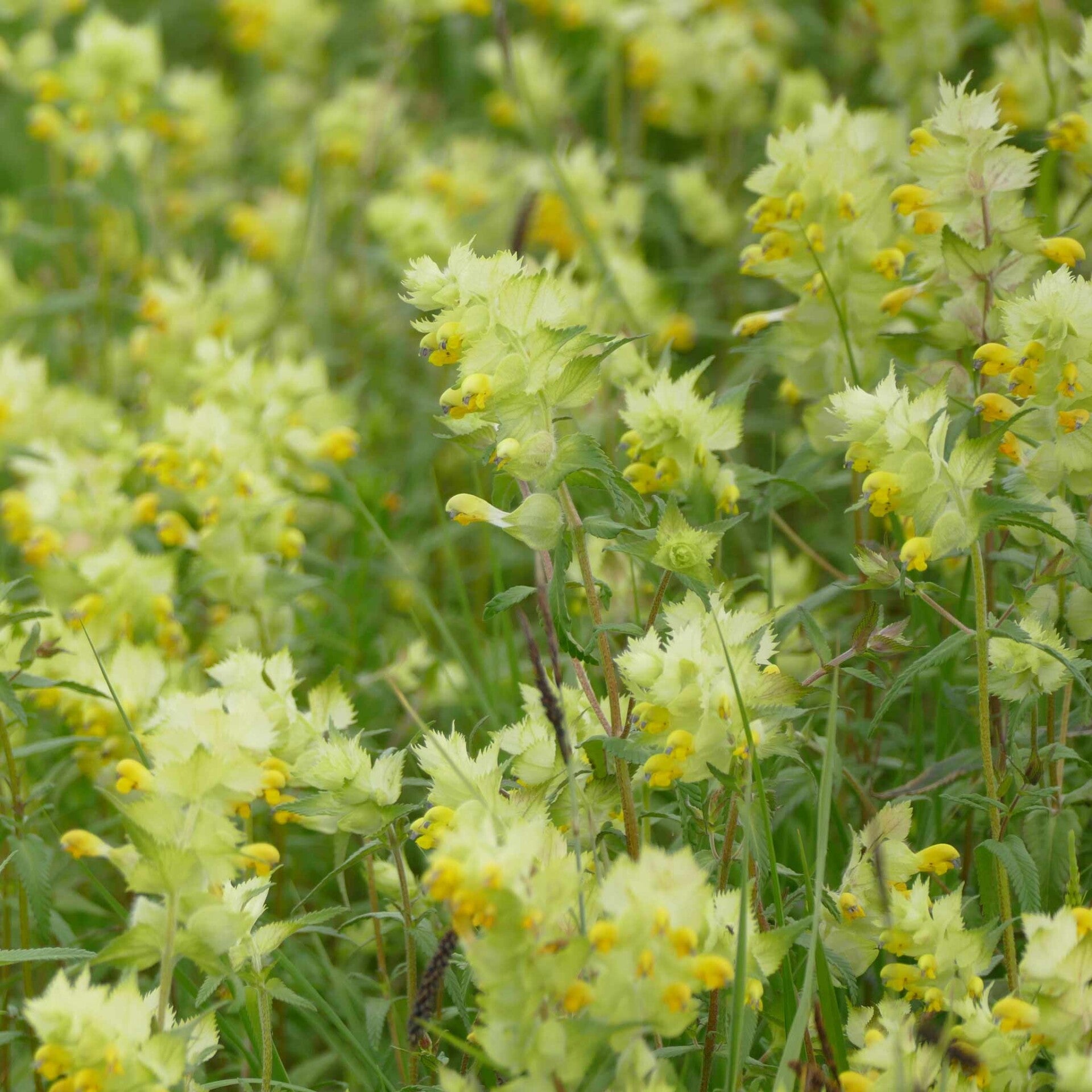 wir flattern auf heimische nachtfalter tagfalter raupen nahrungspflanzen österreich petra urbanek inge biller sabine gasparitz wirflatternauf bugs-team