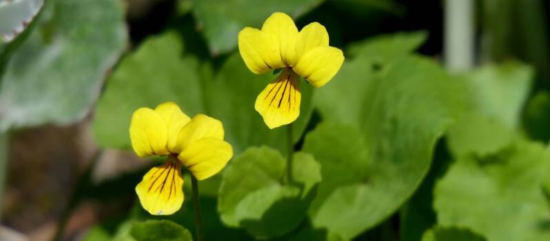 Zweiblütiges Veilchen