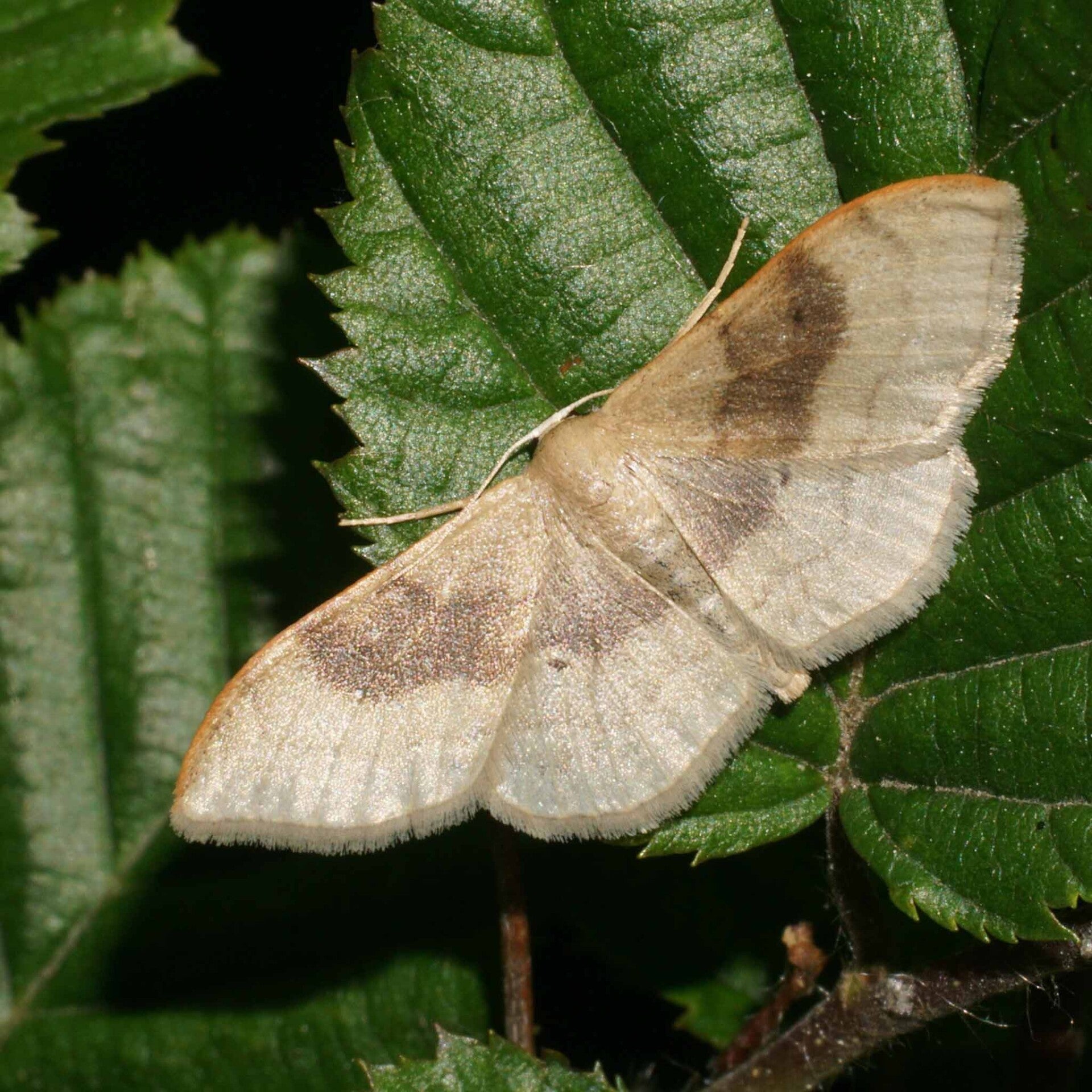 wir flattern auf heimische nachtfalter tagfalter raupen nahrungspflanzen österreich petra urbanek inge biller sabine gasparitz wirflatternauf bugs-team