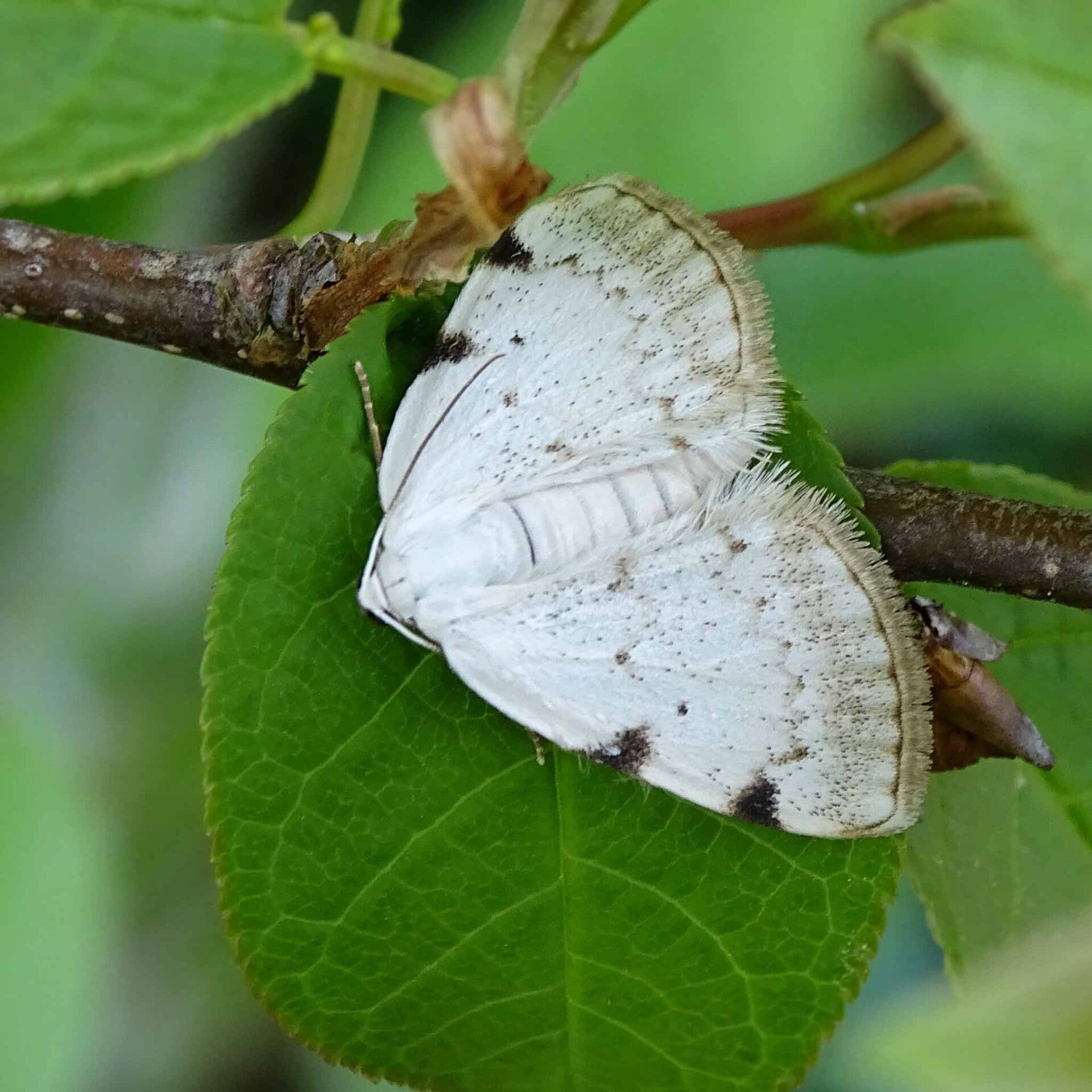 wir flattern auf heimische nachtfalter tagfalter raupen nahrungspflanzen österreich petra urbanek inge biller sabine gasparitz wirflatternauf bugs-team