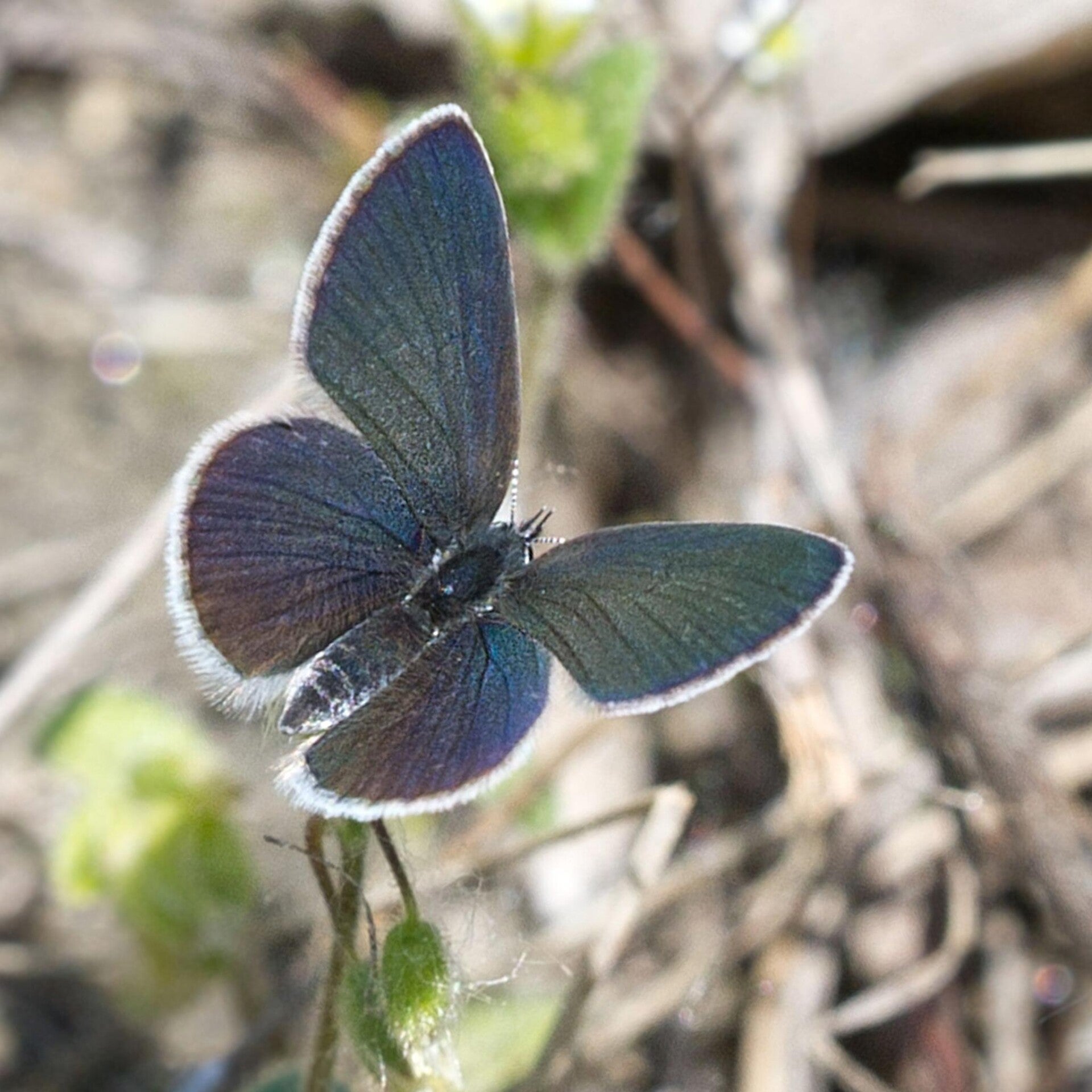 Zwerg-Bläuling Cupido minimus wir flattern auf heimische nachtfalter tagfalter raupen nahrungspflanzen österreich petra urbanek inge biller sabine gasparitz wirflatternauf bugs-team
