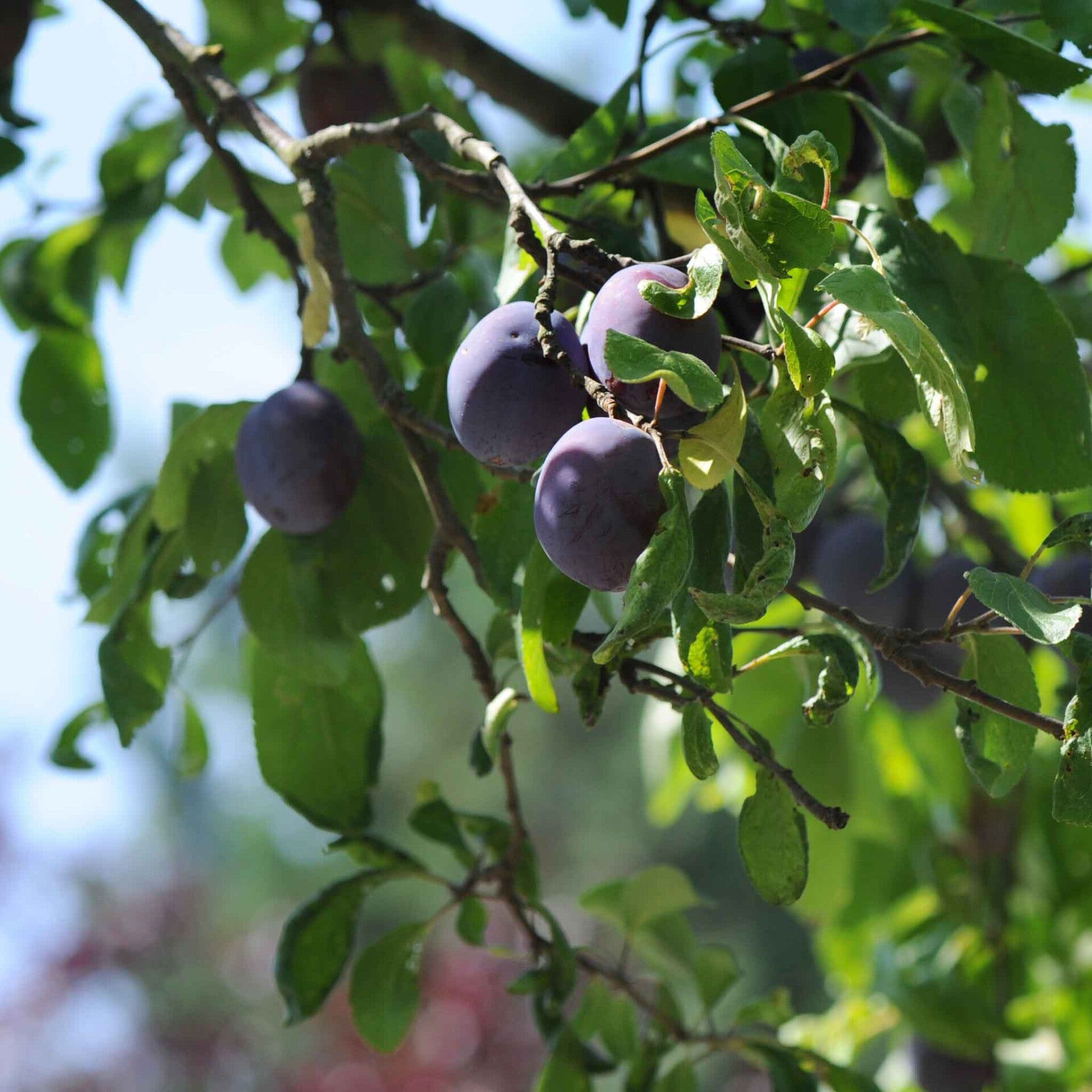 wir flattern auf heimische nachtfalter tagfalter raupen nahrungspflanzen österreich petra urbanek inge biller sabine gasparitz wirflatternauf bugs-team