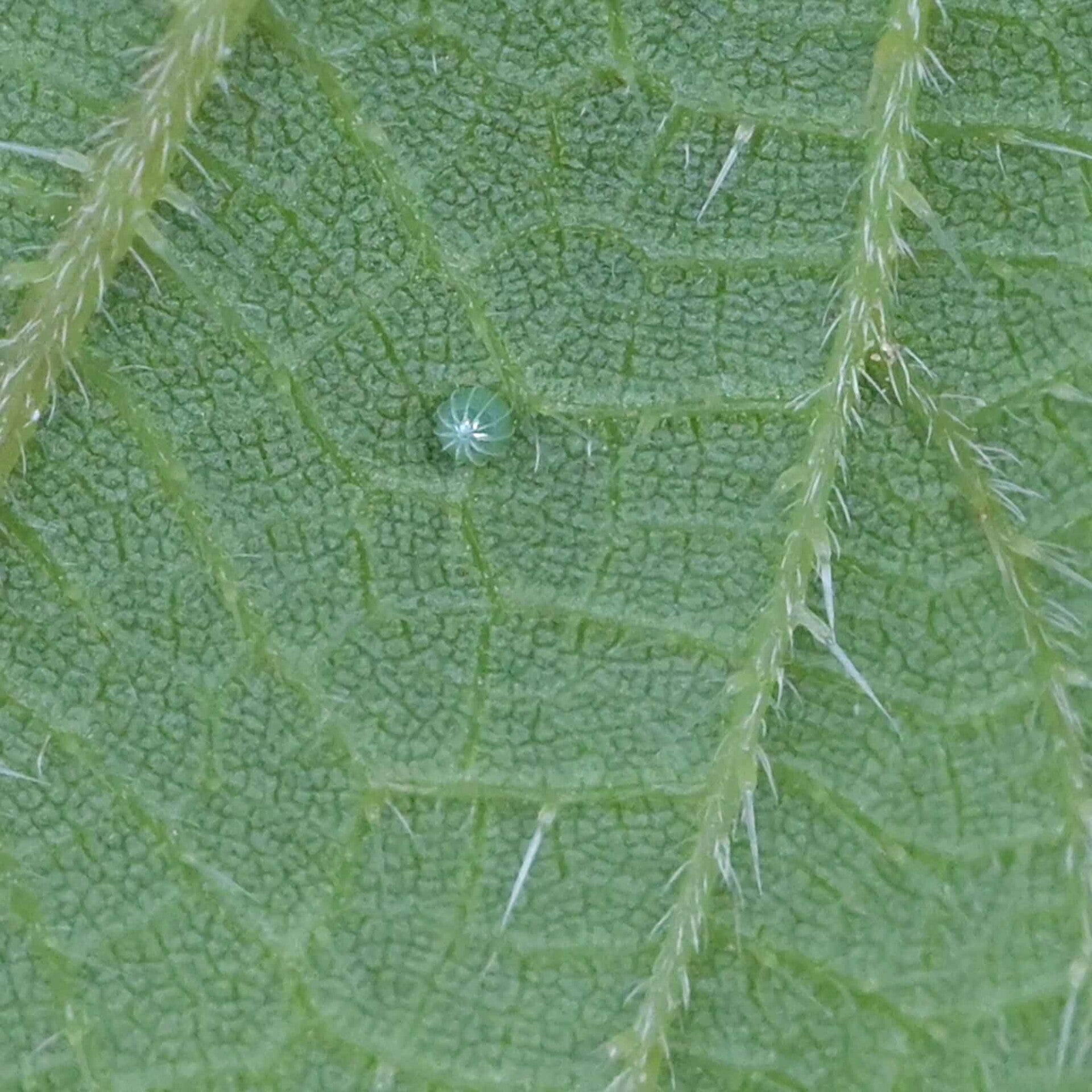 Araschnia Levana Landkärtchen