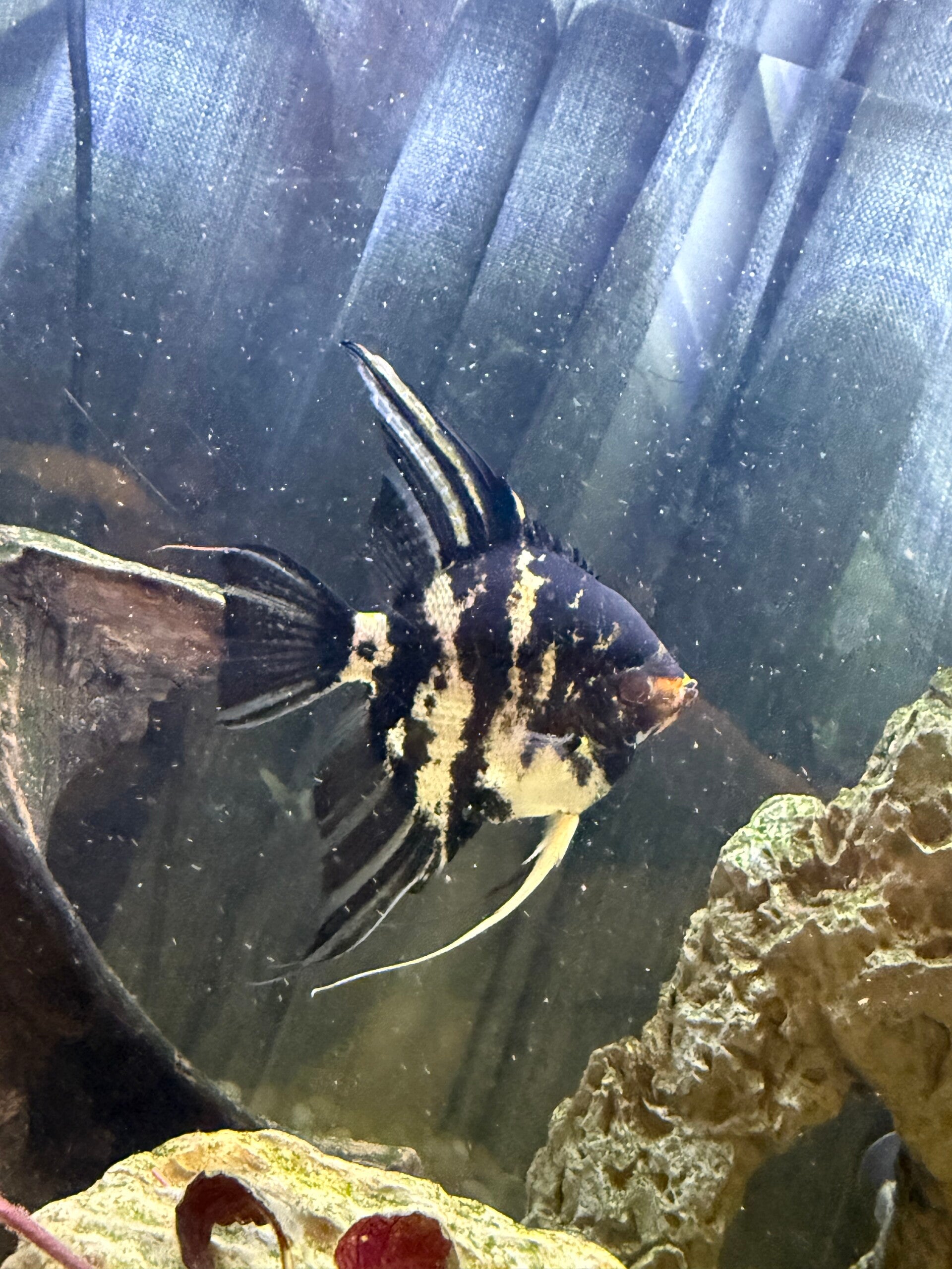 Black Marble angels