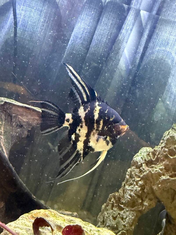 Black Marble angels