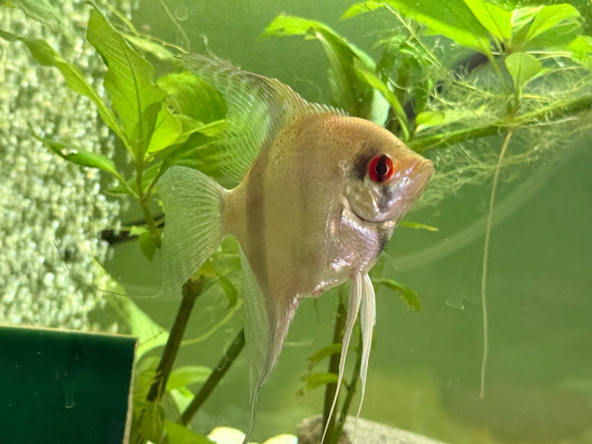 Silver Angelfish