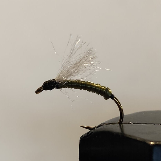 Olive Midge