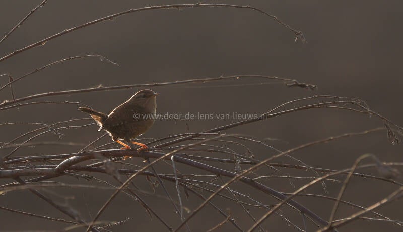 Winterkoning in tegenlicht. 🌤❄️ 