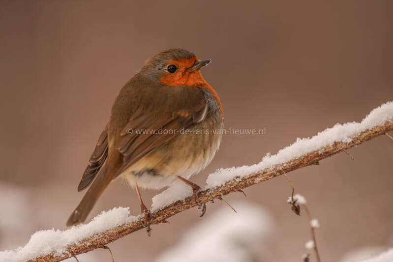 roodborst in de sneeuw.