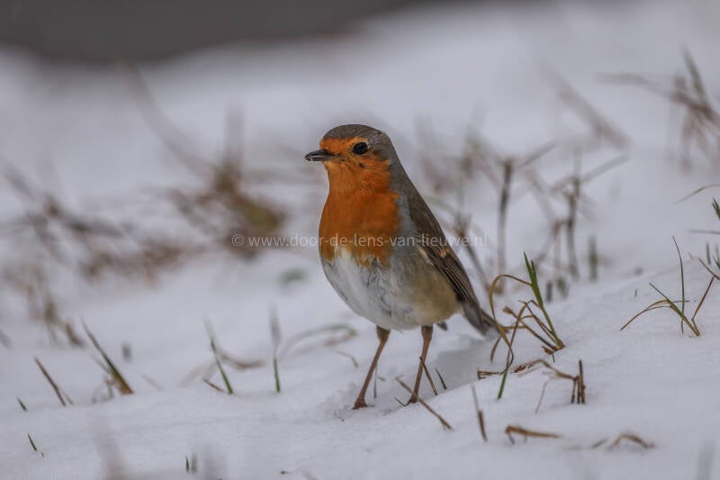 Roodborst in de sneeuw  🌤❄️ 