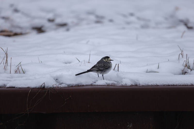 Witte kwikstaart in de sneeuw 🌤 ❄️ 