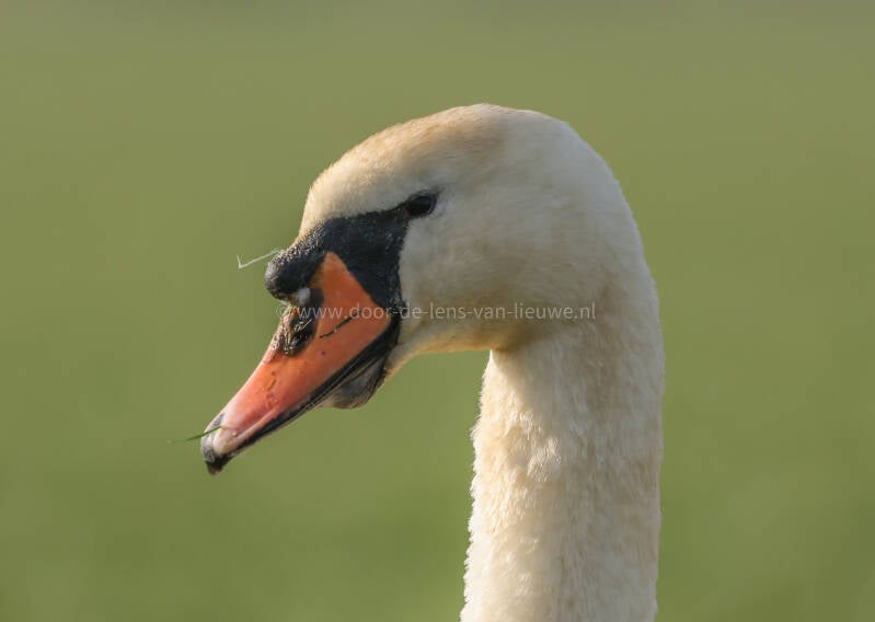 Knobbelzwaan portret 🌤❄️ 