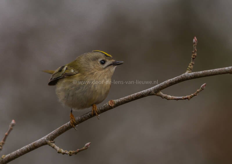Alarm roepende goudhaan 🌤 ❄️ 